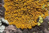 Candelina submexicana image