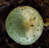 Russula parvovirescens image