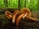 Lactarius volemus image
