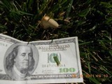 Conocybe apala image