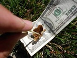 Conocybe apala image
