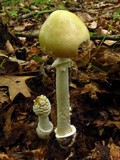 Amanita velatipes image