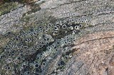 Tephromela atra var. atra image