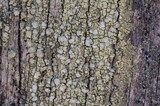 Ochrolechia androgyna image