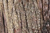 Ochrolechia androgyna image