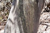 Ochrolechia androgyna image