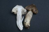 Hygrophorus inocybiformis image