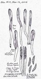 Microglossum olivaceum image