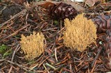 Phaeoclavulina myceliosa image