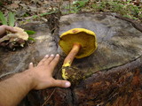 Pulveroboletus ravenelii image