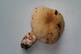 Russula cremoricolor image