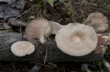 Lentinus strigosus image