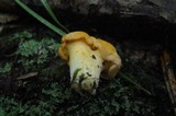 Cantharellus lateritius image