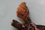 Ramaria curta image
