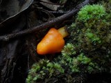 Humidicutis marginata var. marginata image
