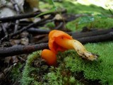 Humidicutis marginata var. marginata image