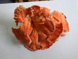 Laetiporus cincinnatus image