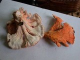 Laetiporus cincinnatus image
