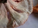 Laetiporus cincinnatus image