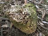 Laetiporus portentosus image