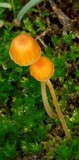 Rickenella fibula image