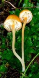 Rickenella fibula image