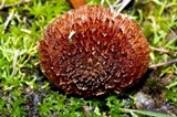 Inocybe hystrix image