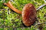 Inocybe hystrix image
