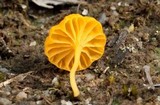 Lichenomphalia chromacea image