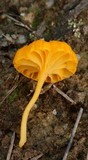 Lichenomphalia chromacea image