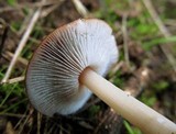 Rhodocollybia butyracea image