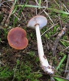 Rhodocollybia butyracea image