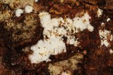 Athelia fibulata image