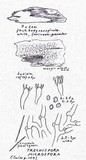 Trechispora microspora image