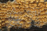 Pirex concentricus image