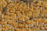 Pirex concentricus image