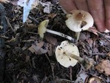 Marasmius nigrodiscus image