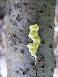Hypocrea sulphurea image