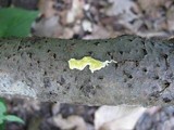 Hypocrea sulphurea image