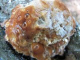 Fomitopsis spraguei image