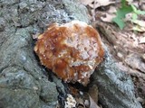 Fomitopsis spraguei image