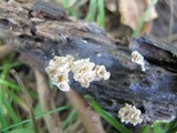 Xylaria cubensis image