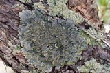 Punctelia hypoleucites image