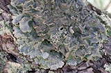 Punctelia hypoleucites image