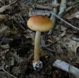 Amanita amerifulva image