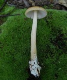 Amanita amerifulva image