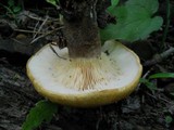 Tapinella atrotomentosa image