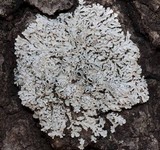 Heterodermia hypoleuca image