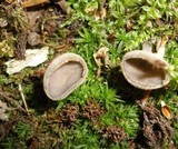 Helvella macropus image