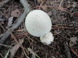 Amanita chrysoblema image